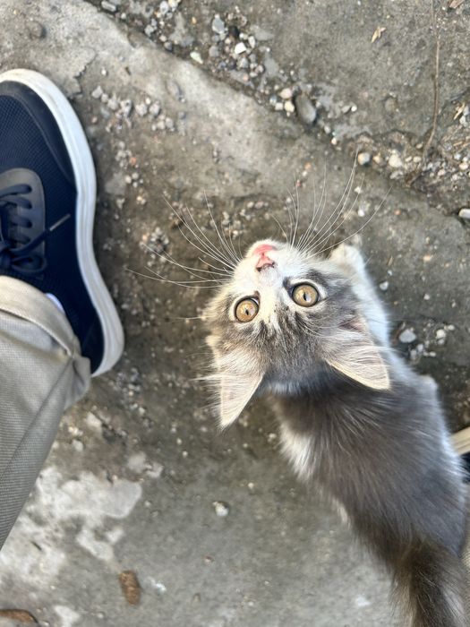 Отдам котенка в добрые руки