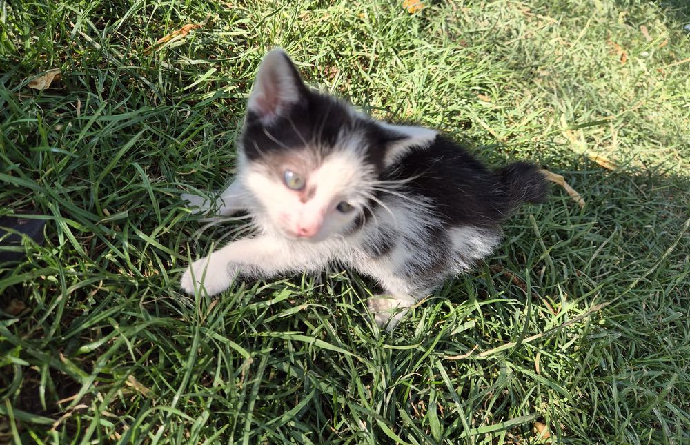 Ofer spre adoptie pui de pisica