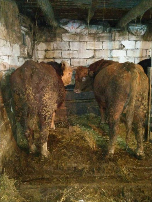 Продам быков 3 годовалые, на откорме 2 месяца, белоголовый и симментал