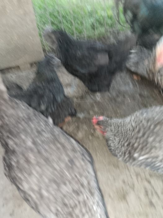 Куры китайские черные