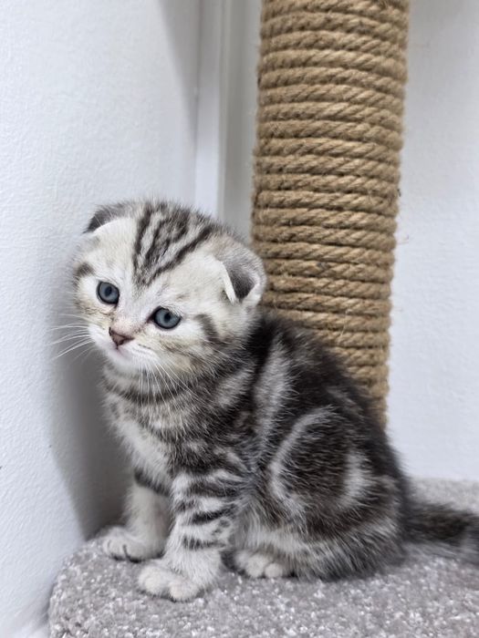 Кошечка шотландская