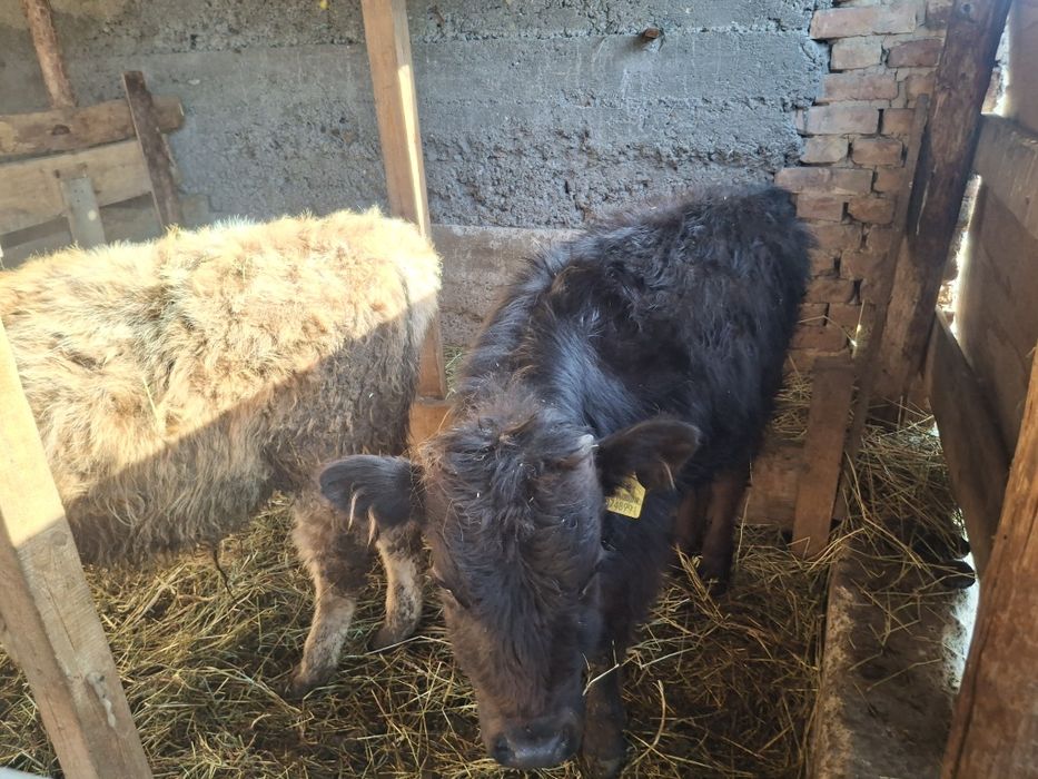 Бычки по 5 месяцев домашние