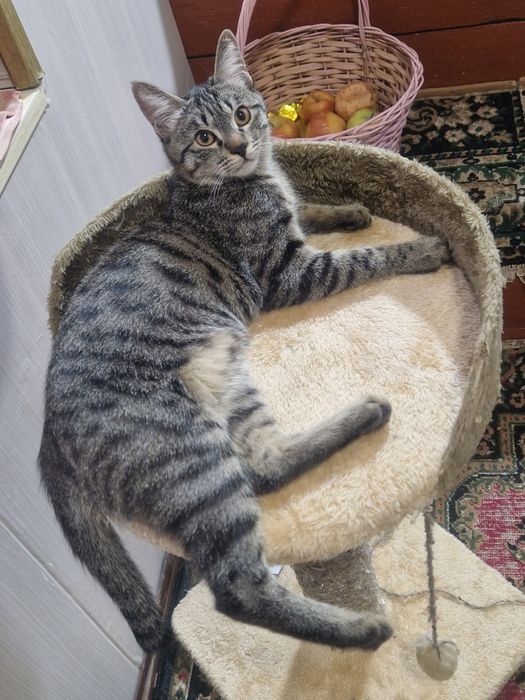 Отдаю на добрые руки