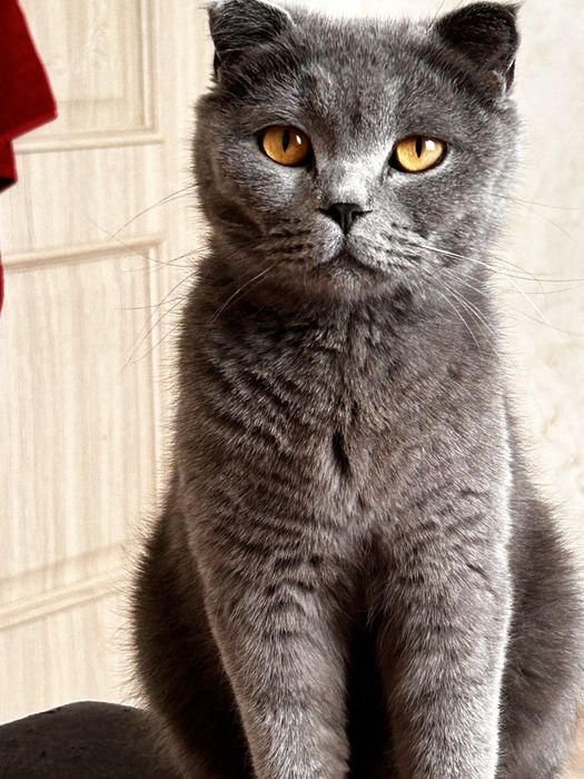 Продаю котенки шотланские