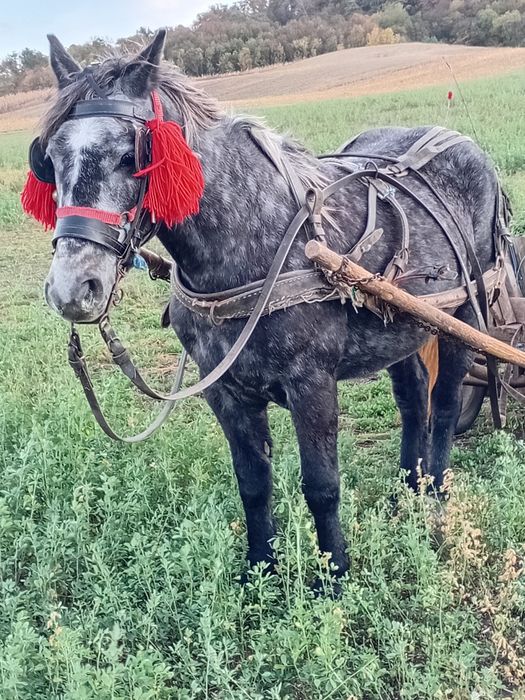 Vând iapă de patru ani merge la căruță din Sânger județul Mureș