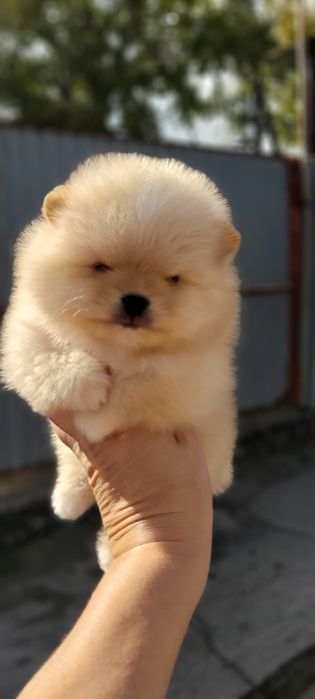 Шпицы кремовые готовы к переезду