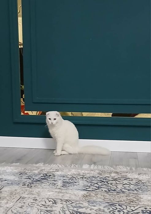 Котенок  породы  скотиш флод