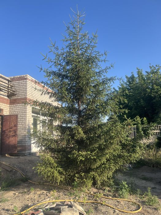 Ель 6-7 метров высотой