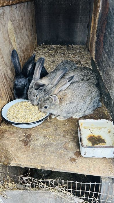 Кролики Самцы Великаны