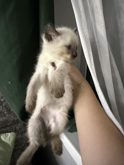 Раздаются котята