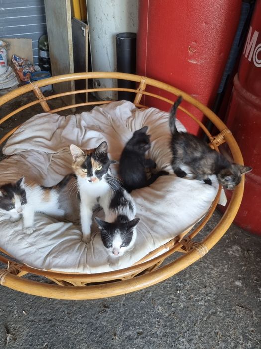 4 pui de pisici  gratis