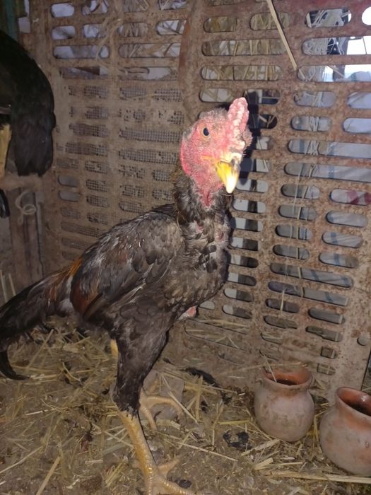 Срочно сотилади хўрозча