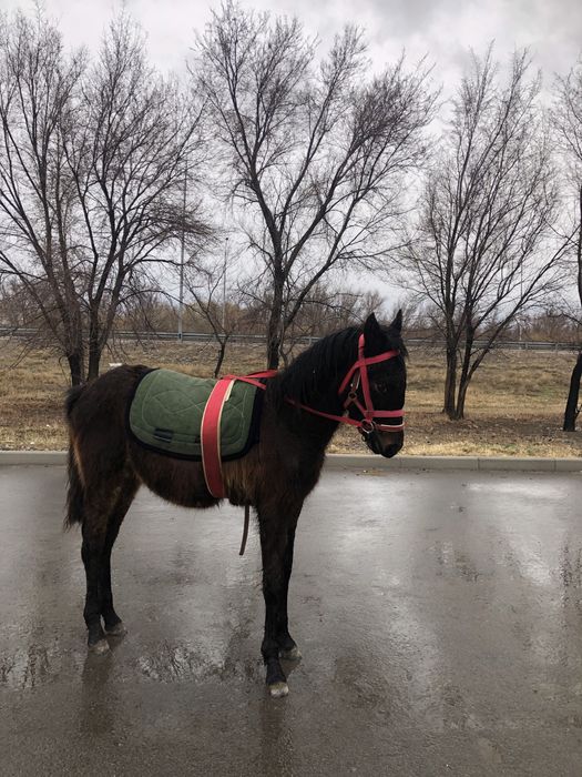 Қараоер тай адемі болады