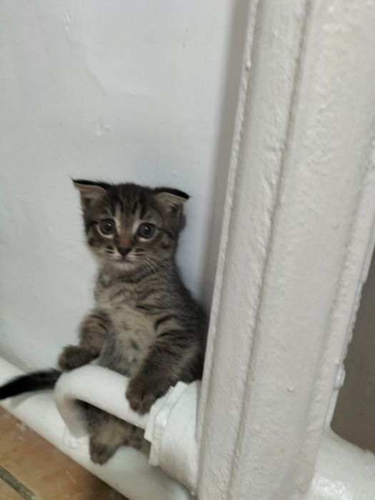 Отдам Котенка девочка