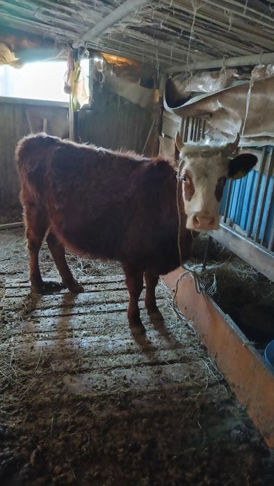 Буаз жас қашар сатылады.