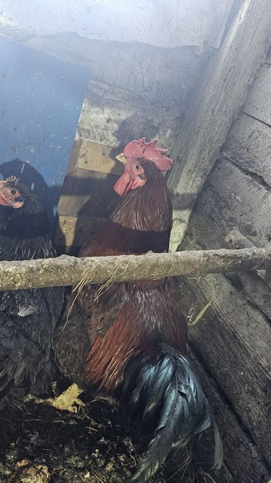 Продаётся двухгодовалый петух