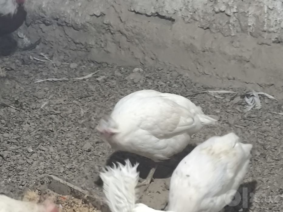 Срочно сотилади чесарка