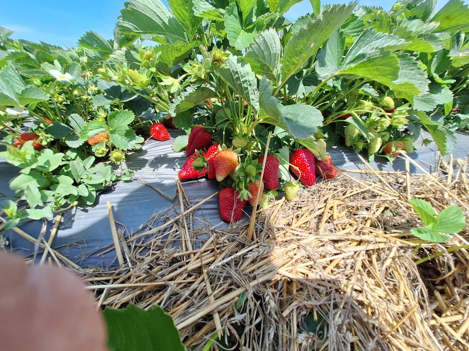 Stoloni Albion și unifere Asia