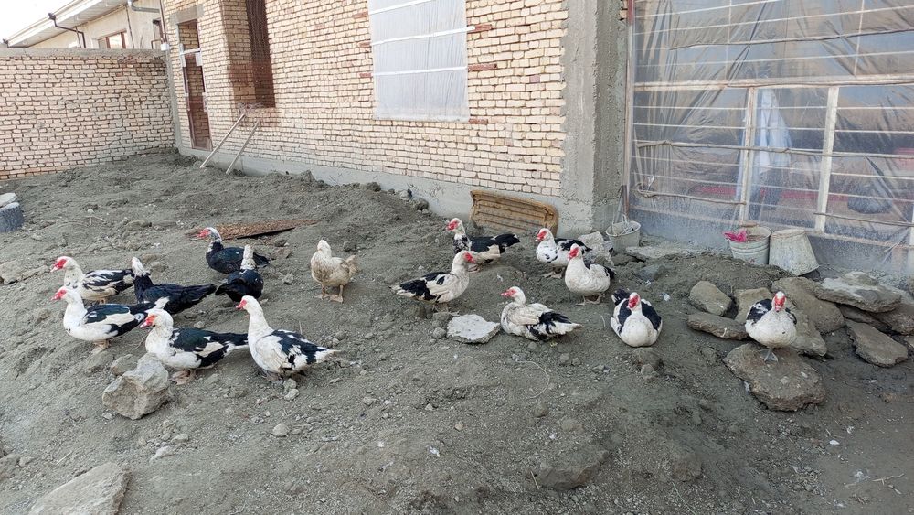 Инда утка продажа