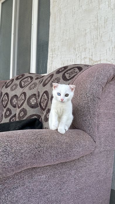 кот мальчик 3 месяц