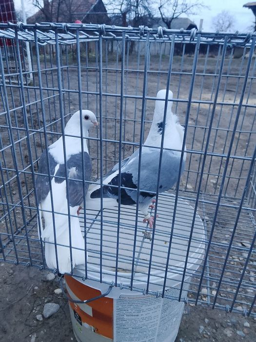 Porumbei pescăruș o pereche