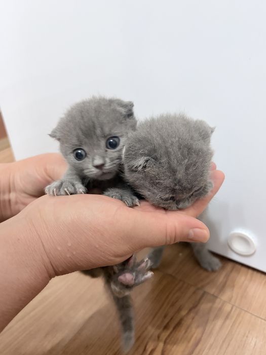 Британцы котики