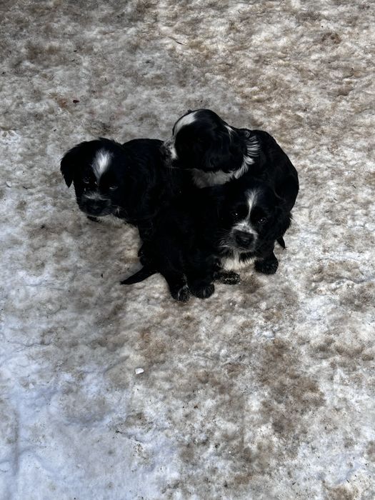 Продаются щенки спаниель