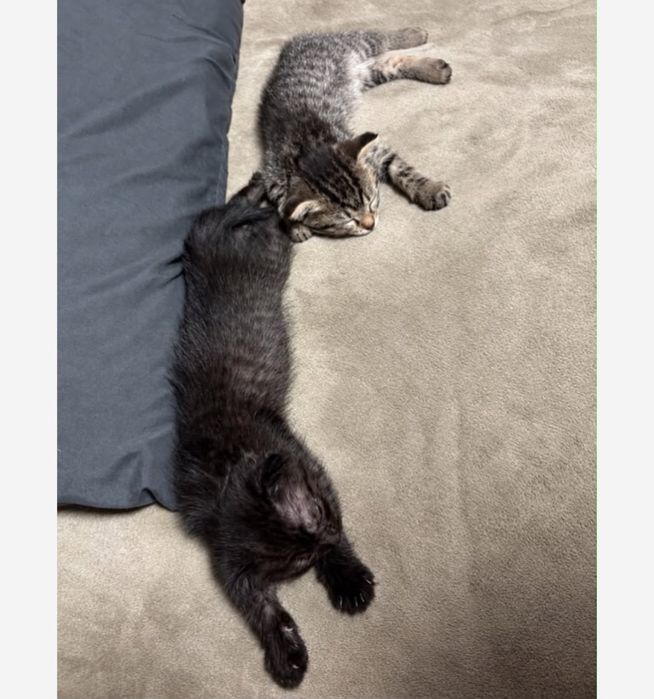 Отдам котят Вислоухие Полушатландцы