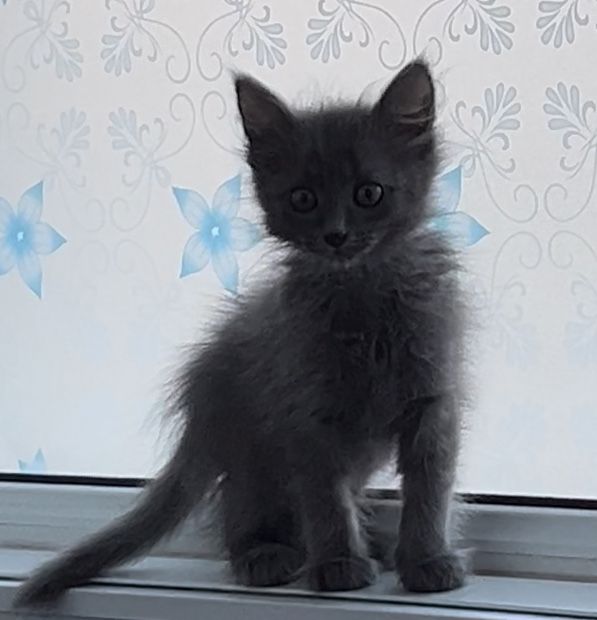 Отдам котенка в добрые руки