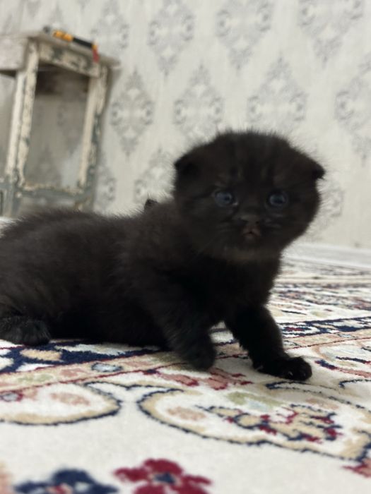 Продается котенок прямовухий