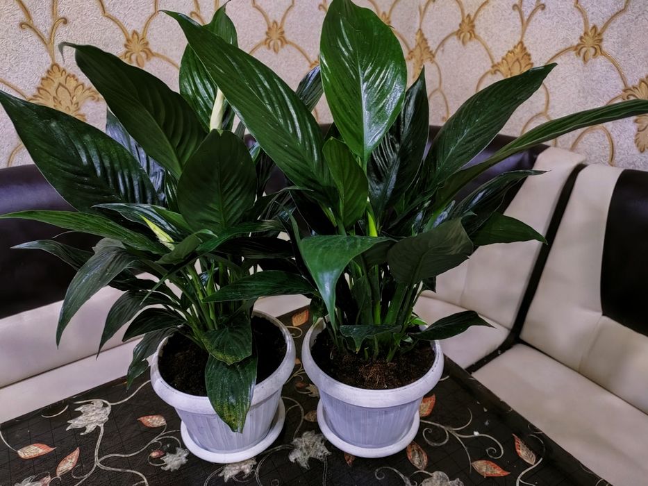 Растения комнатные. Доставка