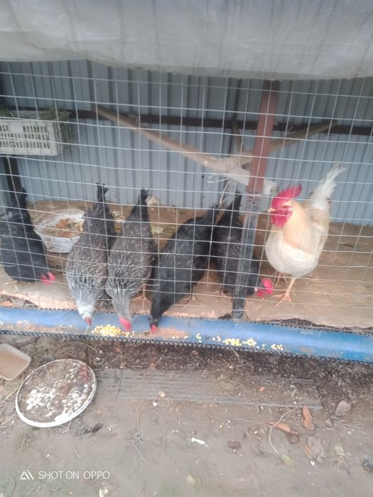 Тауықтар сатылады