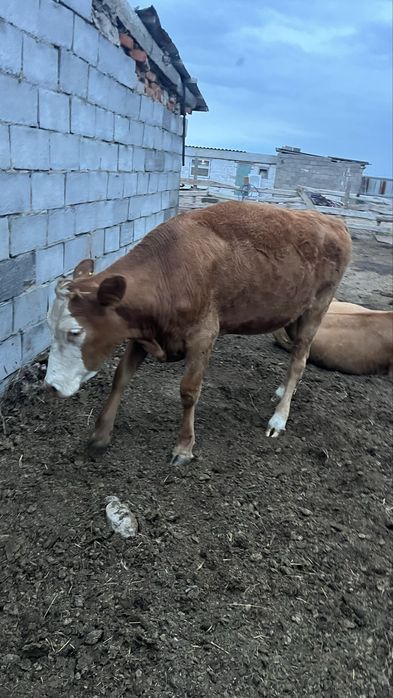 Продам тёлочек симменталькие