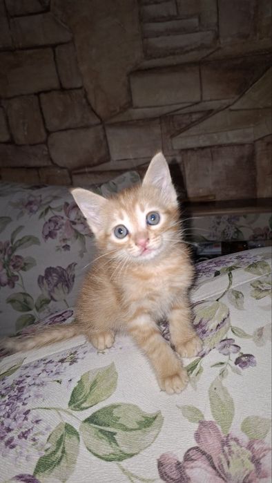 Котенок девочка  в добрые руки