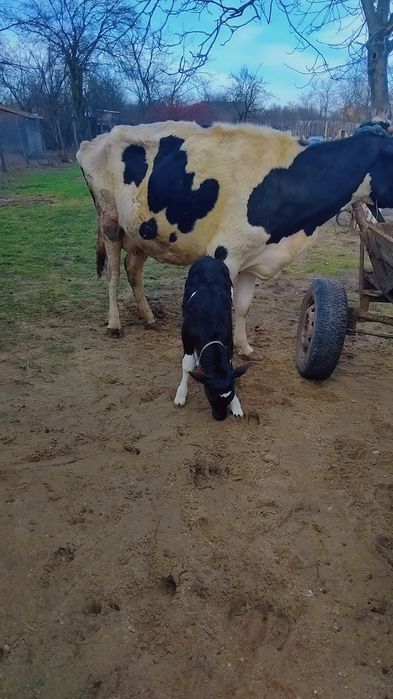 Vând vaca cu vitel