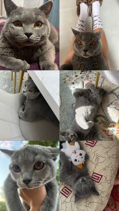 Британскиий кот