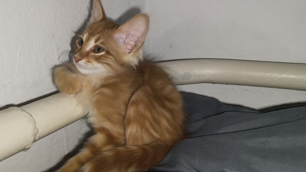 БЕСПЛАТНО! Отдам милого котика в добрые руки