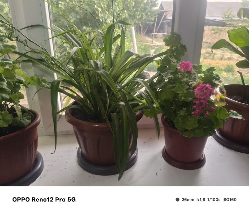 Цветы10штук с гарантиец