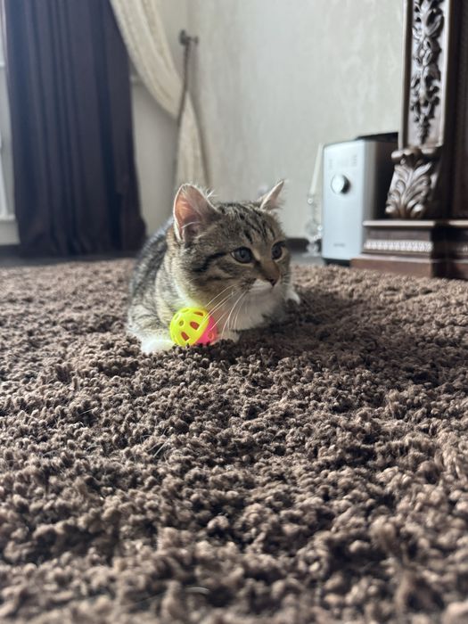 Дарю кошечку.