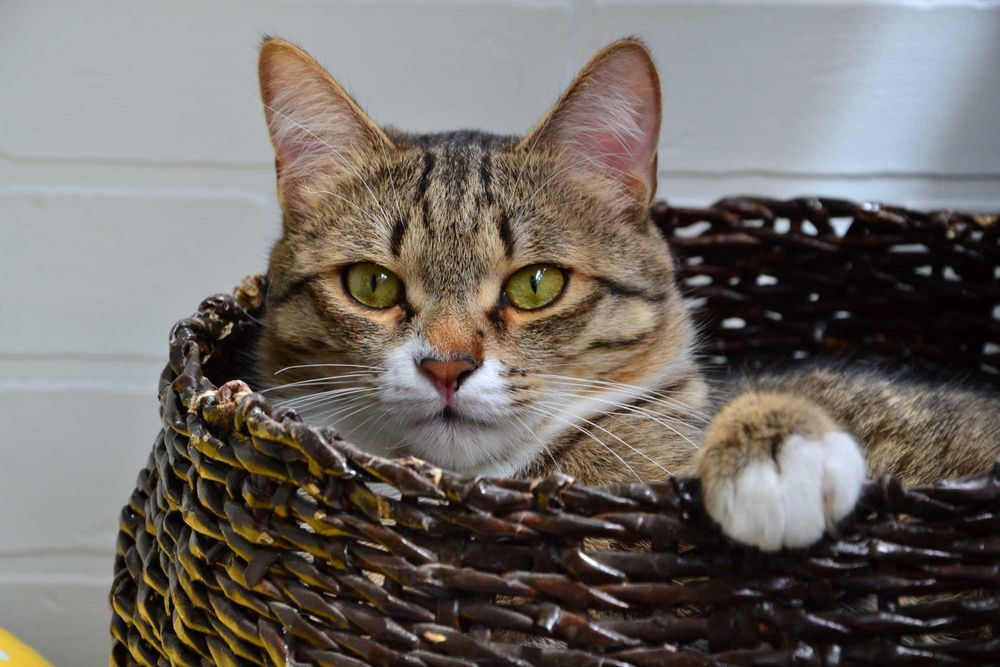 Зеркальная камера Никон д 3100