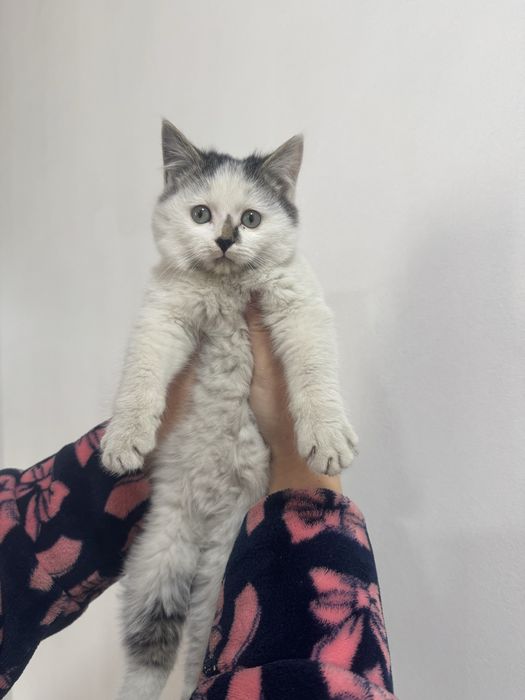 Мощные пушистики Классные котятки