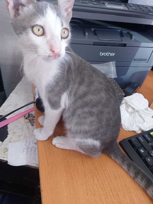 Подарявам малки котета
