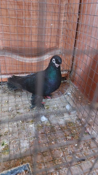 Голуб черный носочубый самец кептер