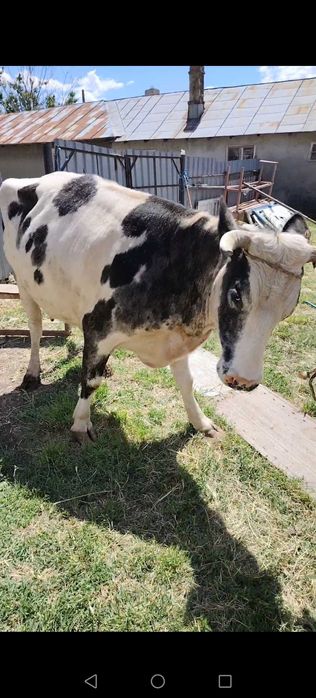 Vând vaca gestanta în 7 luni jumate