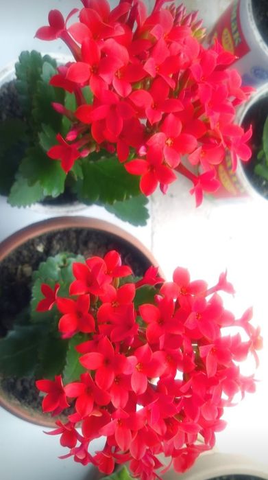 Каланхое гүлдері