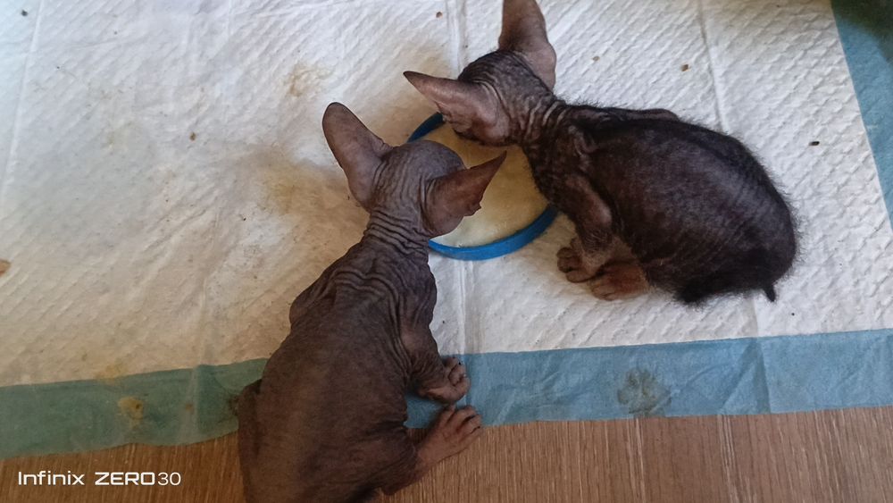 Мальчик, канадский сфинкс, Алматы