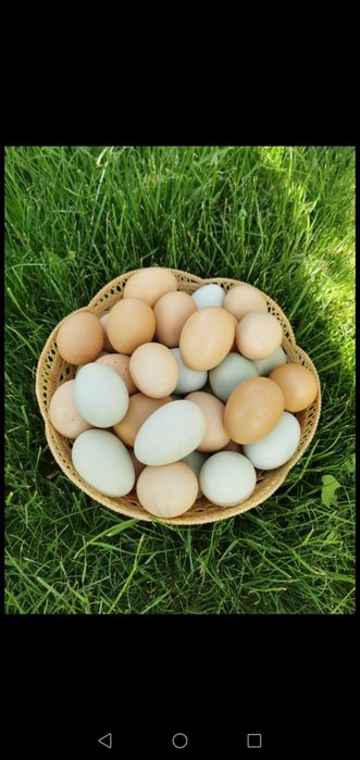 Oua de tara proaspete