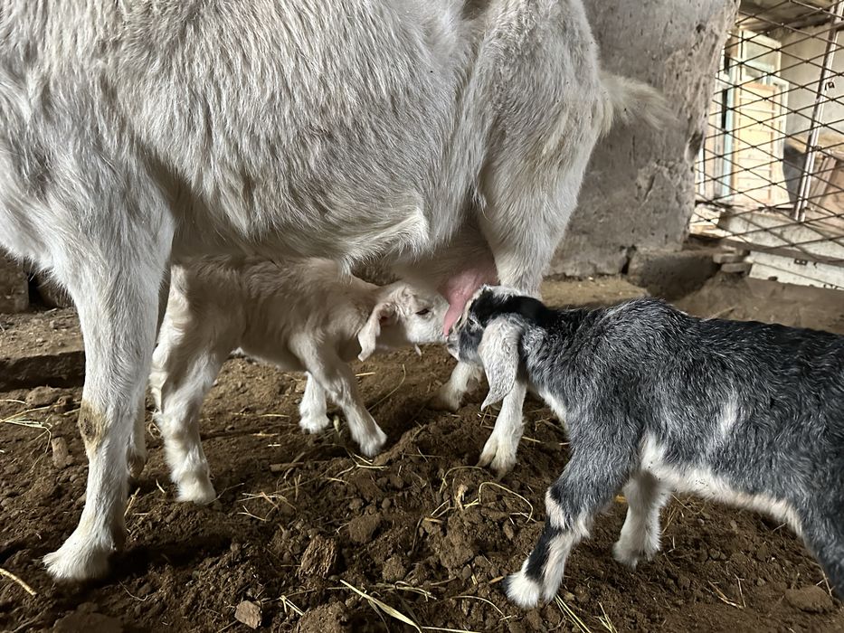 Ешкі Коза сатылады