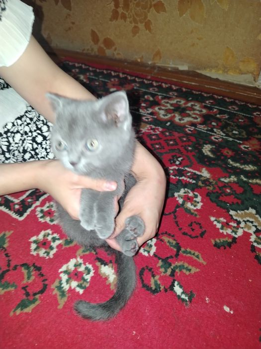 Котята продаётся