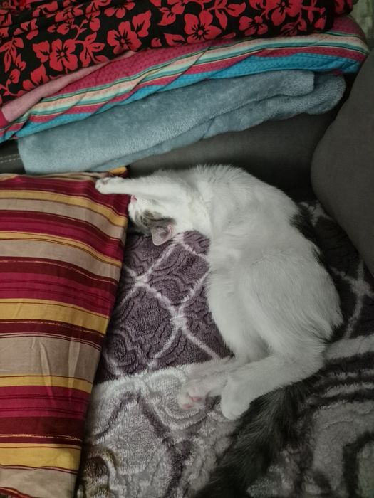 Котёнка бесплатно отдам